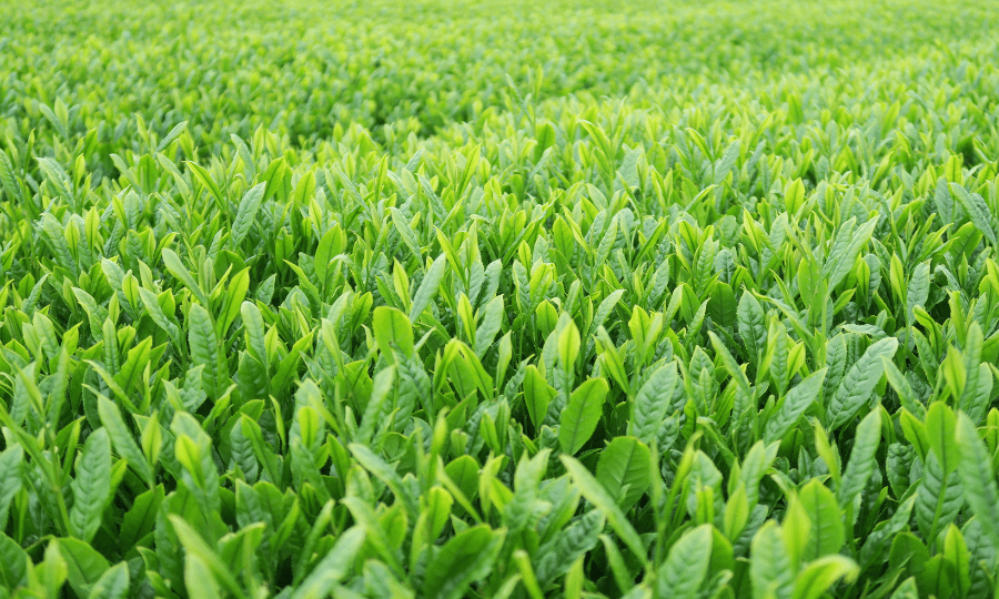 昨日より今日、今日より明日、お茶がさらに良くなるように。